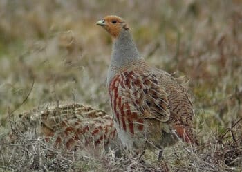 Progetto Life Perdix, FIDC cerca operaio agricolo per gestione starne italiche