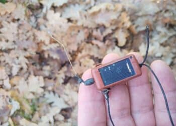 Beccaccia con radiotrasmettitore abbattuta in Molise, la presa di posizione di Amici di Scolopax