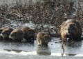 La nuova legge lombarda per l’eradicazione e il contenimento delle nutrie