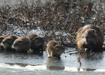 La nuova legge lombarda per l’eradicazione e il contenimento delle nutrie