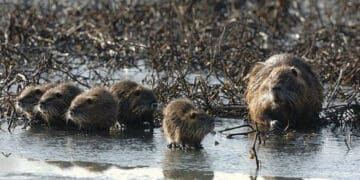La nuova legge lombarda per l’eradicazione e il contenimento delle nutrie