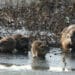 La nuova legge lombarda per l’eradicazione e il contenimento delle nutrie
