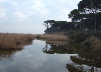 Ravenna: la Pineta è a disposizione di tutti, anche dei cacciatori