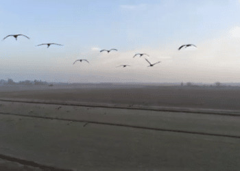 Migratoria, le gru scelgono anche le aree gestite dai cacciatori