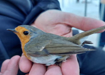 Inanellamento a Ponza, iniziata la stagione 2022: la prima cattura è stato un pettirosso