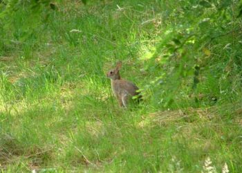Parco Alto Milanese, al via le catture di conigli e minilepri