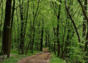 Lombardia, il Parco del Ticino alza la guardia contro la peste suina