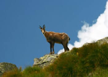 A Torino un corso di abilitazione alla caccia di selezione agli ungulati ruminanti