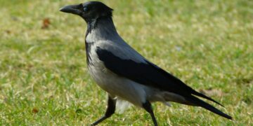 Caccia in Toscana, la Regione approva il piano 2022-2026 di controllo dei corvidi