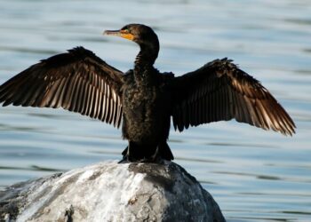 Coldiretti Puglia: “Triplicati i cormorani, ogni esemplare mangia 10 kg di pesce al mese”