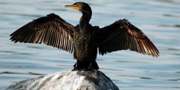 Coldiretti Puglia: “Triplicati i cormorani, ogni esemplare mangia 10 kg di pesce al mese”