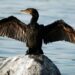 Coldiretti Puglia: “Triplicati i cormorani, ogni esemplare mangia 10 kg di pesce al mese”