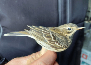 Inanellamento a Ponza, un susseguirsi di alti e bassi