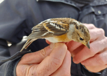 Inanellamento Ponza, una settimana di prime volte e rarità