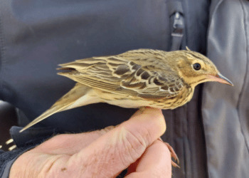 Inanellamento Ponza, primi esemplari di prispolone e forapaglie