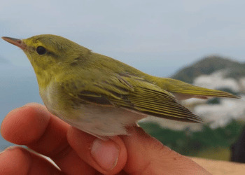 Inanellamento a Ponza, la primavera comincia con molte nuove specie