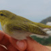 Inanellamento a Ponza, la primavera comincia con molte nuove specie