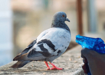 Metodi bizzarri: a Venezia si usano le pistole ad acqua per allontanare i piccioni