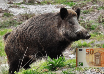 La proposta provocatoria di ANLC Asti: “50 euro ai cacciatori per ogni cinghiale abbattuto”