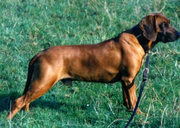 FIDC Calabria: al via corso di formazione per conduttore cani da traccia, limiere e girata