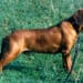 FIDC Calabria: al via corso di formazione per conduttore cani da traccia, limiere e girata