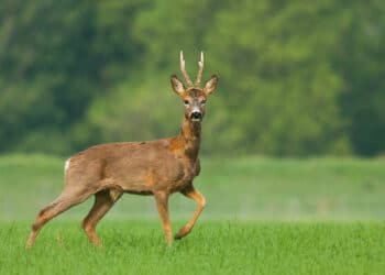 Pistoia, firmato protocollo d’intesa per il contenimento degli ungulati