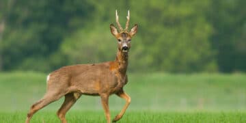 Pistoia, firmato protocollo d’intesa per il contenimento degli ungulati