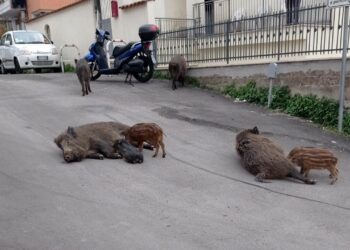 I cinghiali hanno conquistato Roma e ora allattano per strada