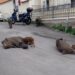 I cinghiali hanno conquistato Roma e ora allattano per strada