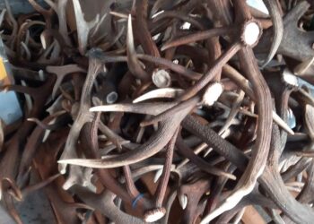 Di Bon & Centazzo cerca corni di cervo per le sue raffinate realizzazioni