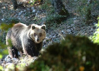 Il Consiglio di Stato boccia gli abbattimenti “automatici” degli orsi della Provincia di Trento