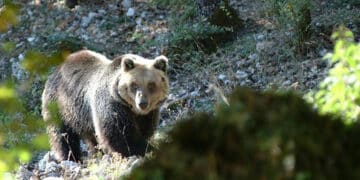 Il Consiglio di Stato boccia gli abbattimenti “automatici” degli orsi della Provincia di Trento