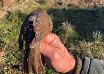 FIDC, telemetria tordo bottaccio: iniziata la migrazione dei soggetti marcati