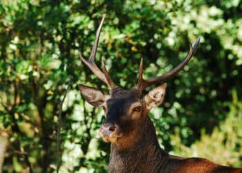 La petizione online per evitare gli abbattimenti dei cervi sardi