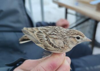 Inanellamento a Ponza, con le giornate più calde il passaggio dei migratori diventa più vario