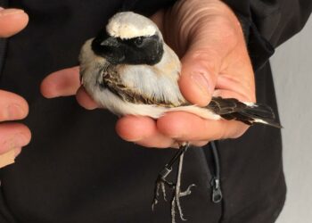 Ponza, inanellato il primo esemplare per l’Italia di Culbianco di Seebohm