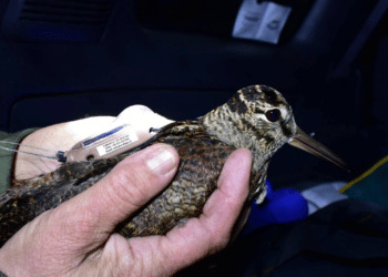 Beccacce e telemetria: la migrazione è in corso