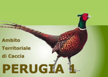 Condannati ex presidente ATC Perugia 1 e tre revisori