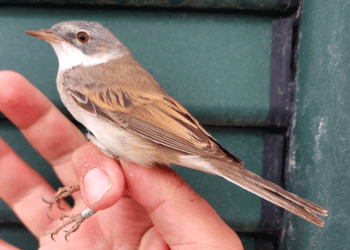 Inanellamento Ponza, molte altre nuove specie si sono aggiunte negli ultimi giorni