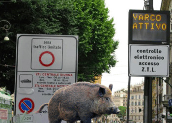 Roma, anche per i cinghiali arrivano le Zone a Traffico Limitato