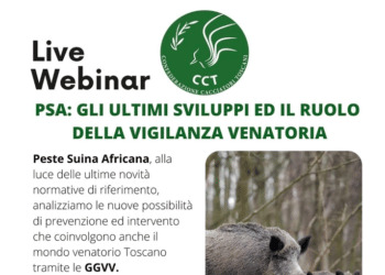 Peste Suina Africana, il ruolo fondamentale della vigilanza venatoria