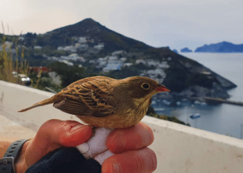 Inanellamento Ponza: ultimo mese di attività, si avvicina il periodo più cospicuo del passo