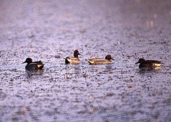 Caccia agli acquatici, la lettera aperta dell’ACMA