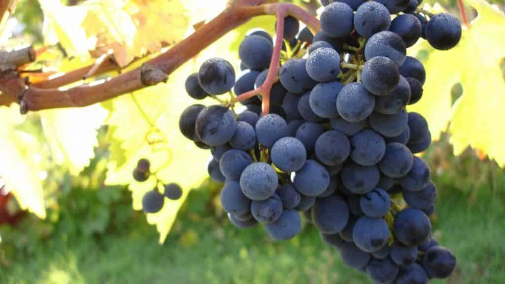 Grappolo di Montepulciano d’Abruzzo