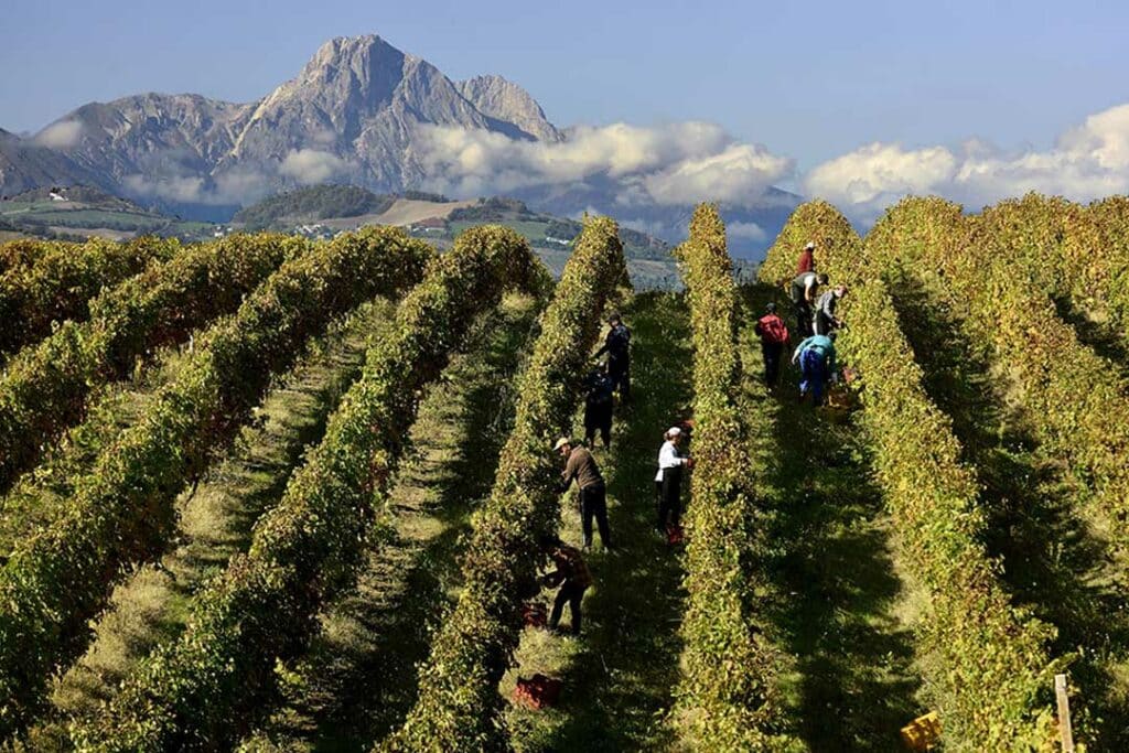 Vigneti sullo sfondo del massiccio del Gran Sasso