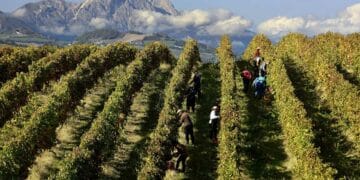 Abruzzo e Montepulciano, un binomio d’eccellenza