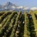 Abruzzo e Montepulciano, un binomio d’eccellenza