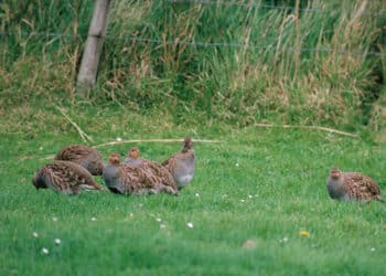 Marche, dati carnieri tesserini venatori 2016-2020: stanziale in calo