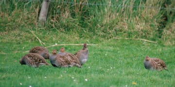 Marche, dati carnieri tesserini venatori 2016-2020: stanziale in calo