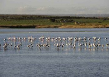 La prestigiosa rivista “Nature” conferma: le zone umide devono essere gestite, la protezione non basta